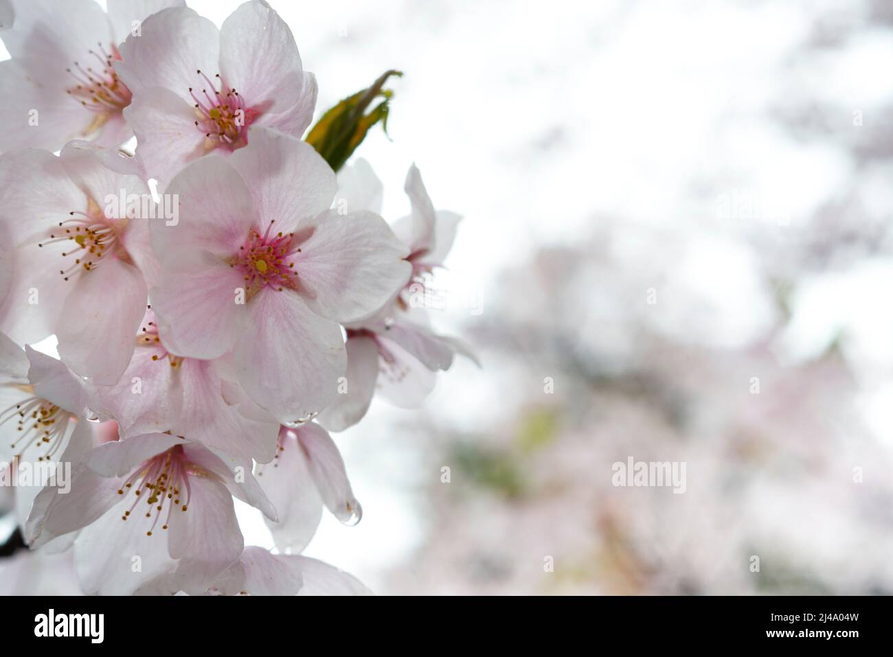 Un pétalo de primer plano de flor de cerezo (sakura) Foto de stock