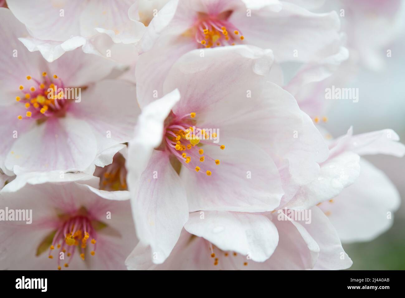 Un pétalo de primer plano de flor de cerezo (sakura) Foto de stock