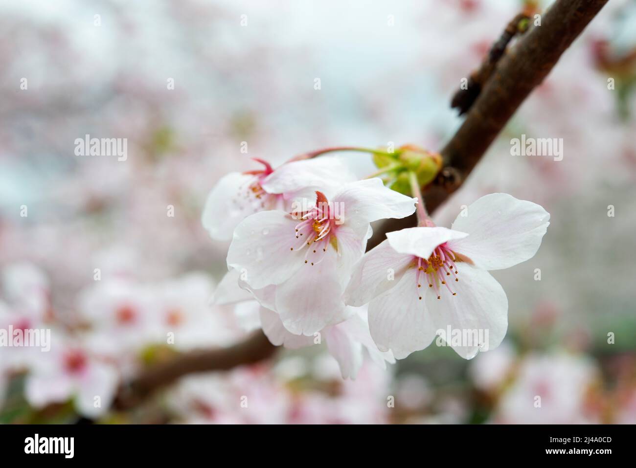 Un pétalo de primer plano de flor de cerezo (sakura) Foto de stock