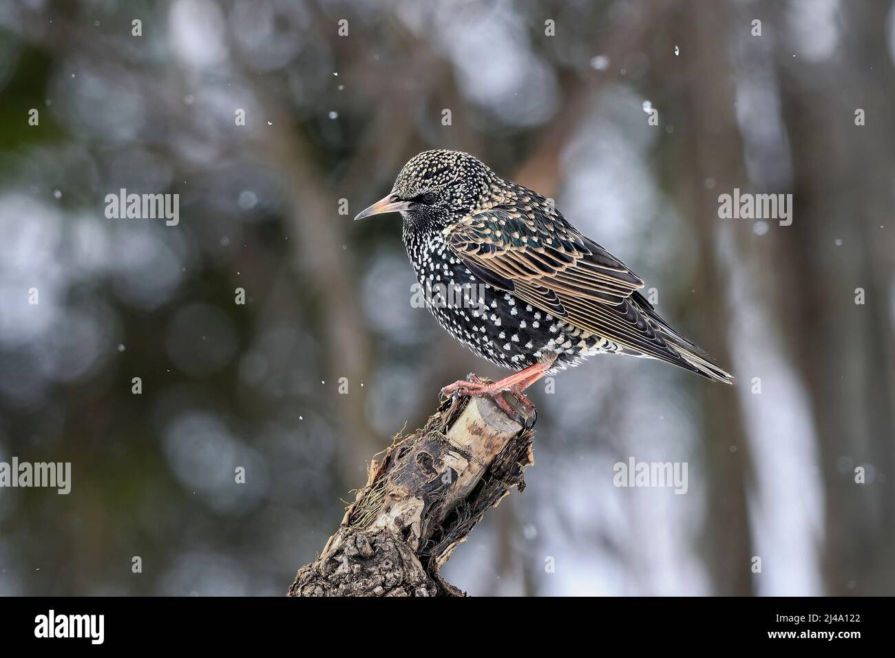 Starling en la nevada de primavera Foto de stock