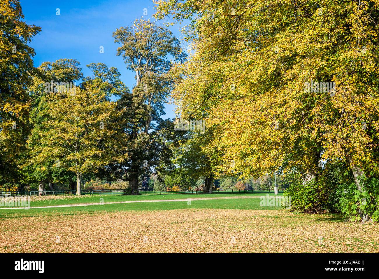 Hermosos colores otoñales en Cirencester Park en Bathhurst Estate en Gloucestershire. Foto de stock