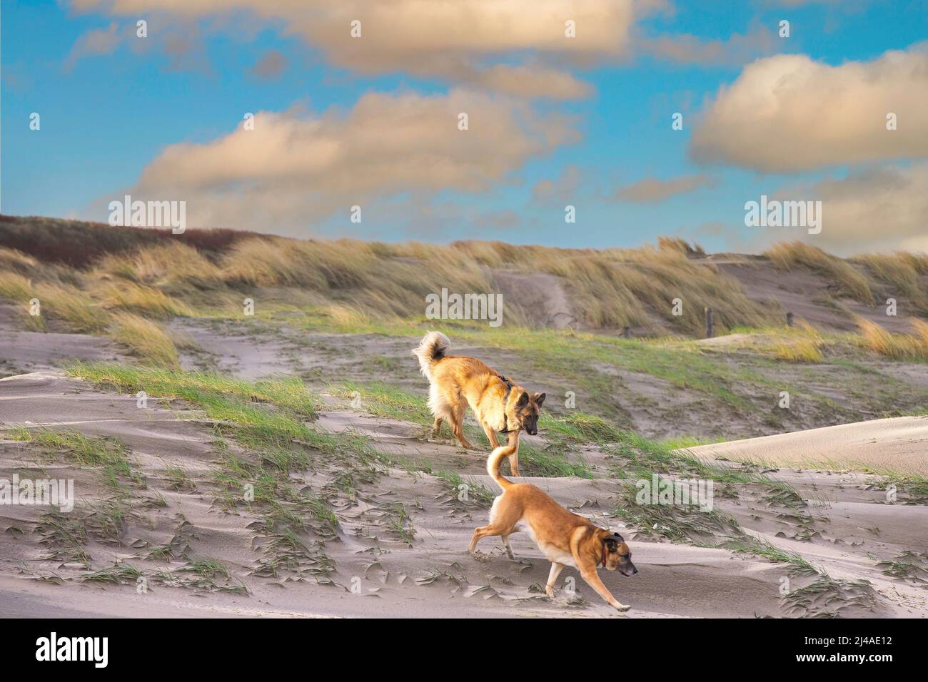 Amanecer paisaje costero con dunas con hierba de marram y dos perros de oveja un pastor alemán y Malinois corriendo de arriba a abajo en la cálida luz Foto de stock