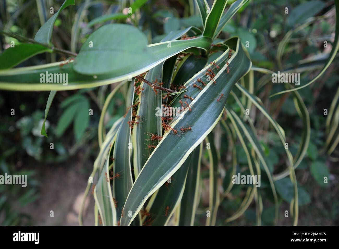 Un montón de hormigas tejedor tratando de hacer un nido tirando de hojas de color verde de banda amarilla juntas Foto de stock