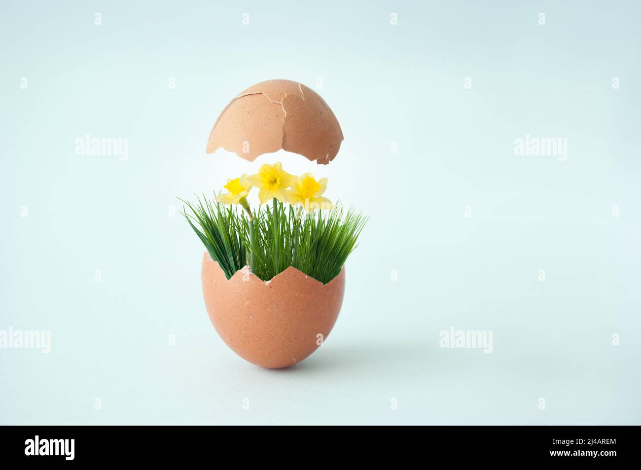 Huevo roto con la parte superior que revela hierba de primavera con narcisos y mariposas, concepto de primavera de pascua Foto de stock