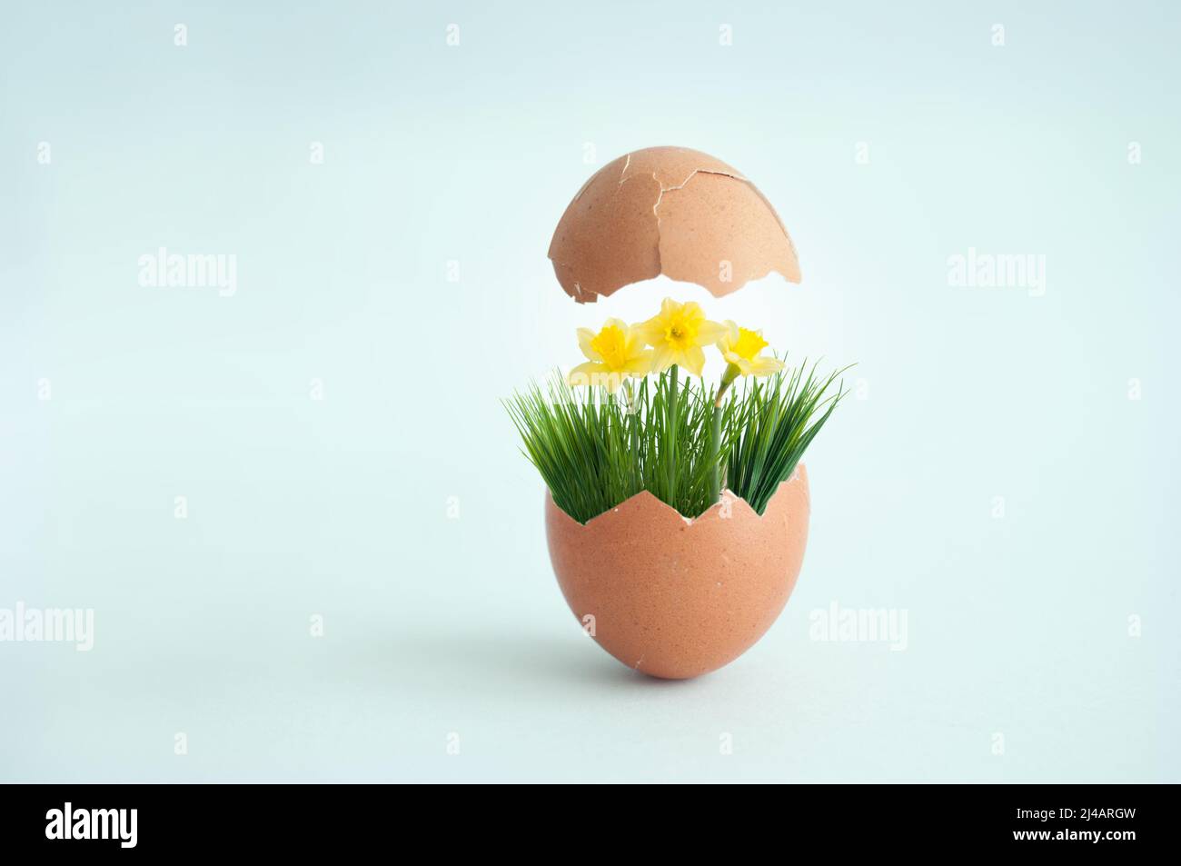 Huevo roto con la parte superior que revela hierba de primavera con narcisos, concepto de primavera de pascua Foto de stock