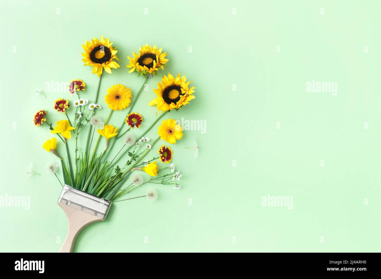 Ciclo de crecimiento de primavera a verano concepto de pincel, con dientes, margaritas y girasoles de verano Foto de stock