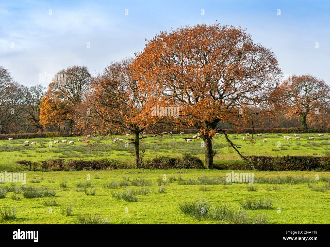 Hermosa escena rural de otoño en Gales del Sur, Reino Unido con ovejas pastando en el fondo Foto de stock