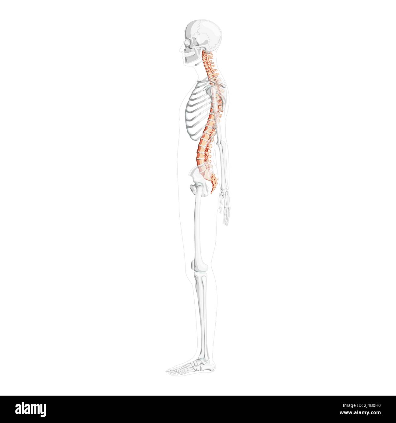 Vista lateral de la columna vertebral humana con posición de esqueleto parcialmente transparente, médula espinal, columna lumbar torácica, coccix. Colores naturales planos vectoriales, anatomía de ilustración aislada realista Ilustración del Vector