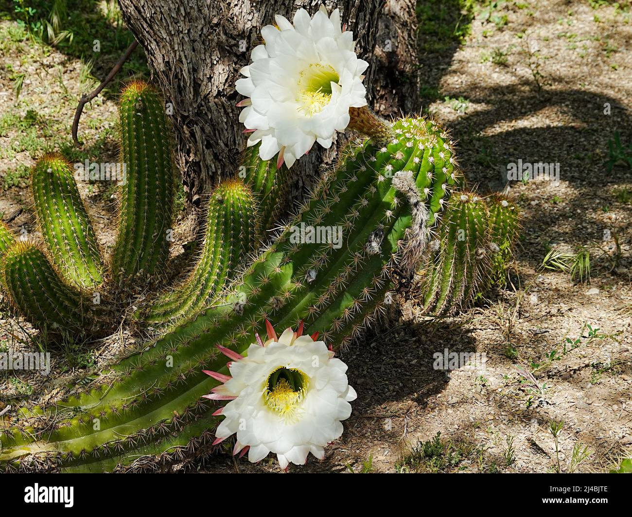 Echinopsis candicanos, o Gigante Argentino tiene una hermosa flor blanca y  ondulante que la convierte en una de las flores de cactus más  impresionantes Fotografía de stock - Alamy