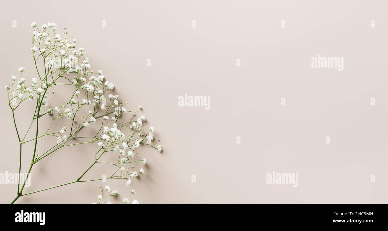 Ramitas De Las Pequeñas Flores Secas Blancas De La Primavera En Fondo Negro  En Estilo Del Vintage Día Del ` S De La Madre De Pasc Imagen de archivo -  Imagen de