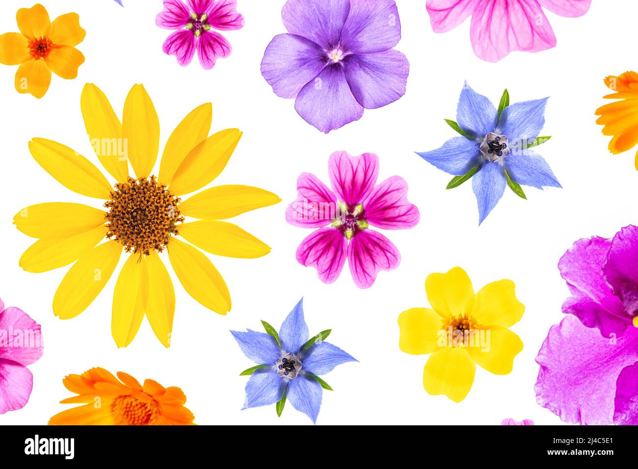 Patrón brillante de flores coloridas sobre un fondo blanco, como fondo o textura. Fondo de pantalla floral de primavera y verano para tu diseño. Vista superior Lay plano Fotografía de stock - Patrón brillante de flores coloridas sobre un fondo blanco, como fondo o textura. Fondo de pantalla floral de primavera y verano para tu diseño. Vista superior Lay plano Fotografía de stock -