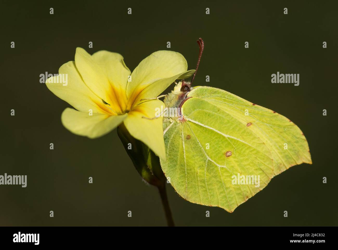 Común Brimstone - Gonepteryx rhamni, hermosa mariposa amarilla de los jardines y prados europeos, Zlin, República Checa. Foto de stock