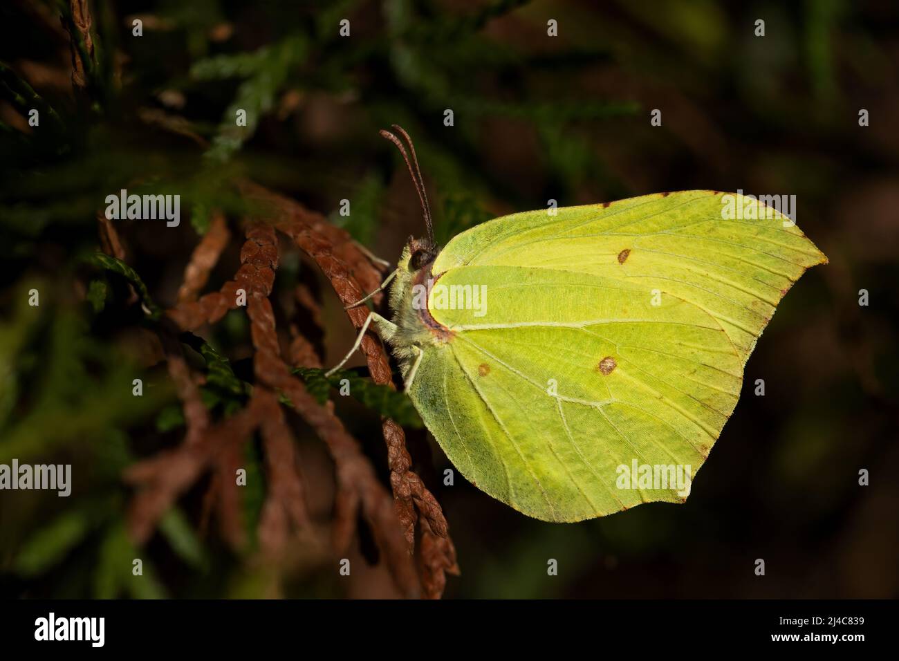 Común Brimstone - Gonepteryx rhamni, hermosa mariposa amarilla de los jardines y prados europeos, Zlin, República Checa. Foto de stock