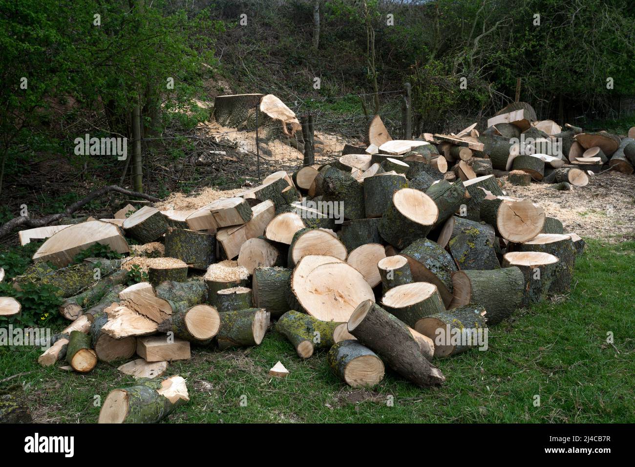 Secciones de madera de un gran fresno talado, Warwickshire, Reino Unido Foto de stock