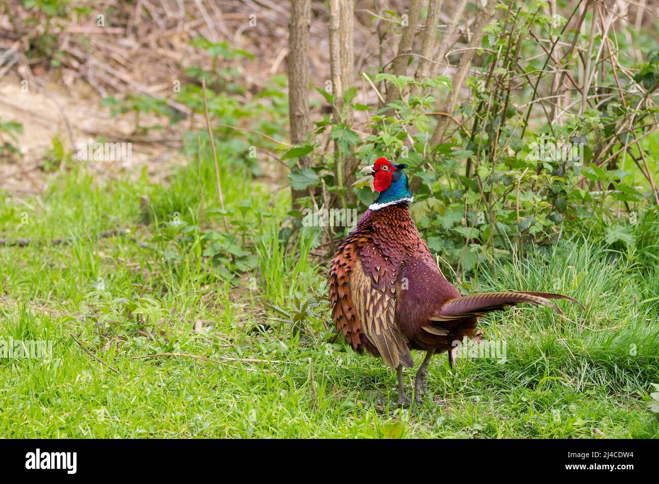 Faisán (Phasianus colchicus) macho pájaro de caza rojo banteo azul verde brillo en la cabeza naranja marrón plumaje corporal y larga cola naranja y cuello blanco Foto de stock