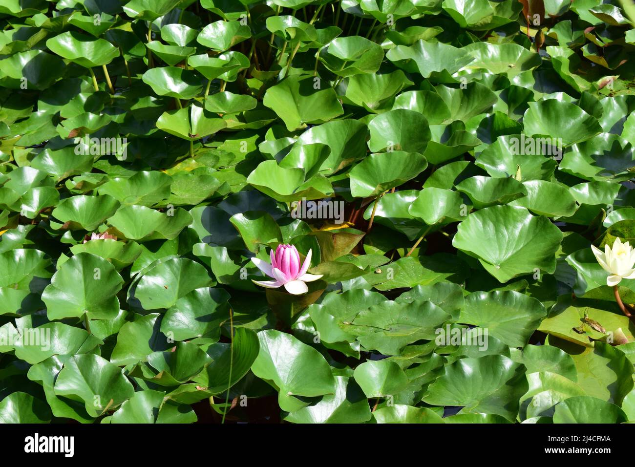 Lirio de agua rosa y hoja en el estanque. Hermosa lirio de agua - Nymphaea  Atracción (lirios de agua) - plantas acuáticas, plantas acuáticas. Flor de  lirio de color rosa en Fotografía