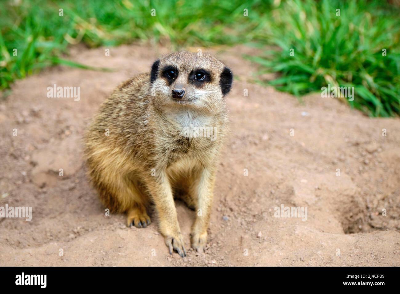 Meerkats (Suricata suricatta), cautivo, ocurrencia del sur de África Foto de stock
