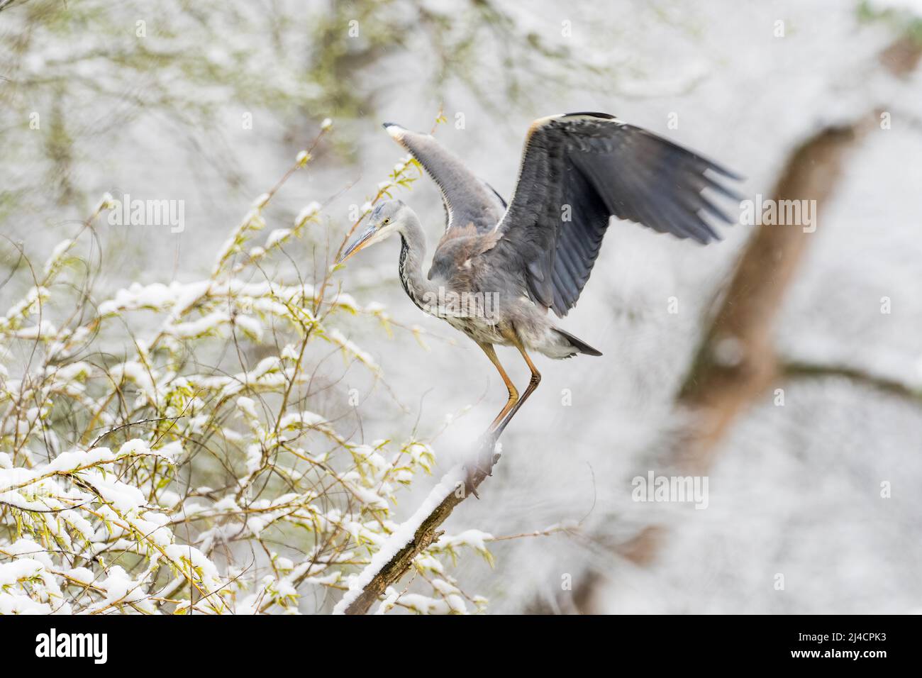 Garza gris (Ardea cinerea) aterrizando en rama, verde fresco, nevado, Hesse, Alemania Foto de stock
