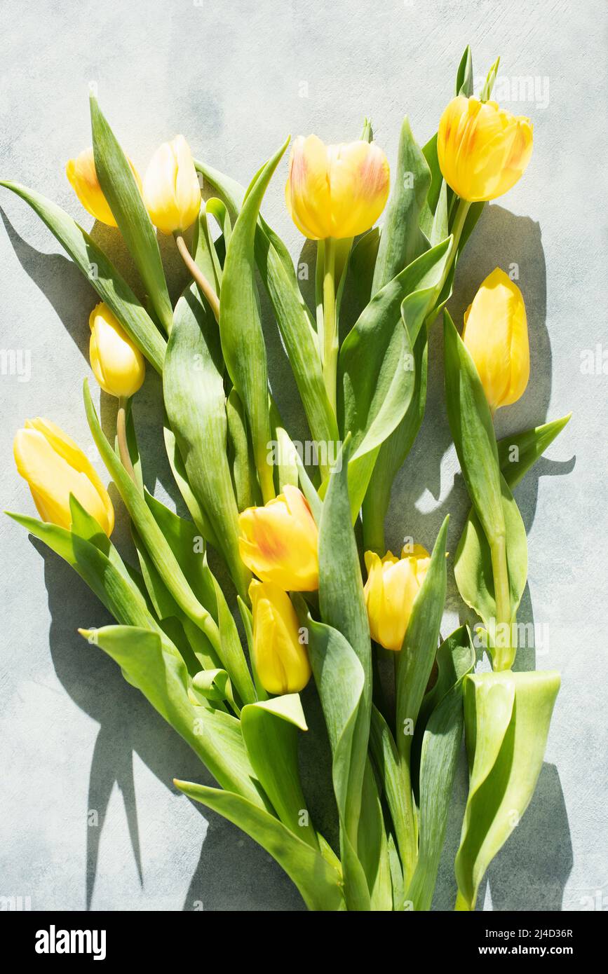 Tulipanes sobre fondo claro Foto de stock