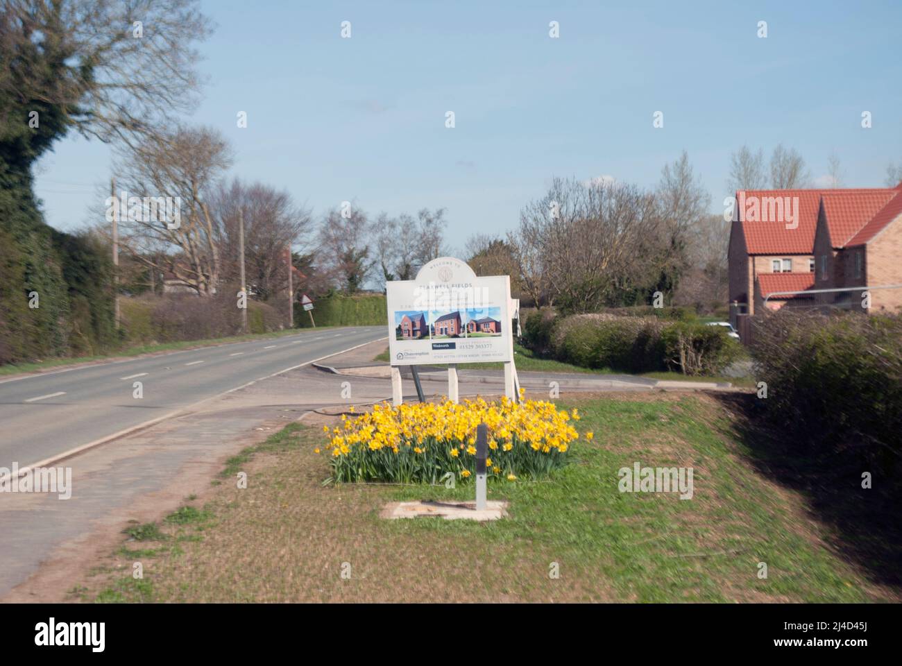 Cama de narcisos amarillos en frente de la señal para la nueva construcción de viviendas estatein el pueblo de Ruskington, Sleaford, Lincolnshire, Inglaterra, Reino Unido Foto de stock