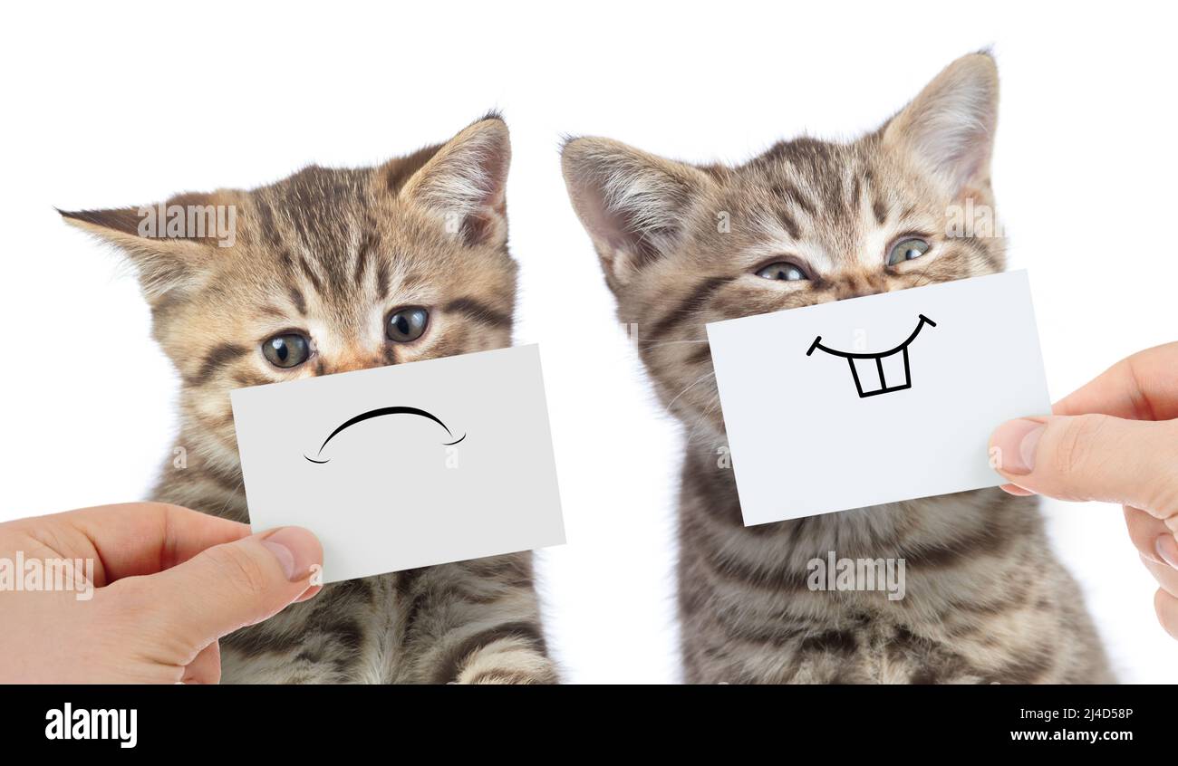 Dos gatos gracioso con emociones opuestas una feliz y otro infeliz o triste aislado en blanco Foto de stock