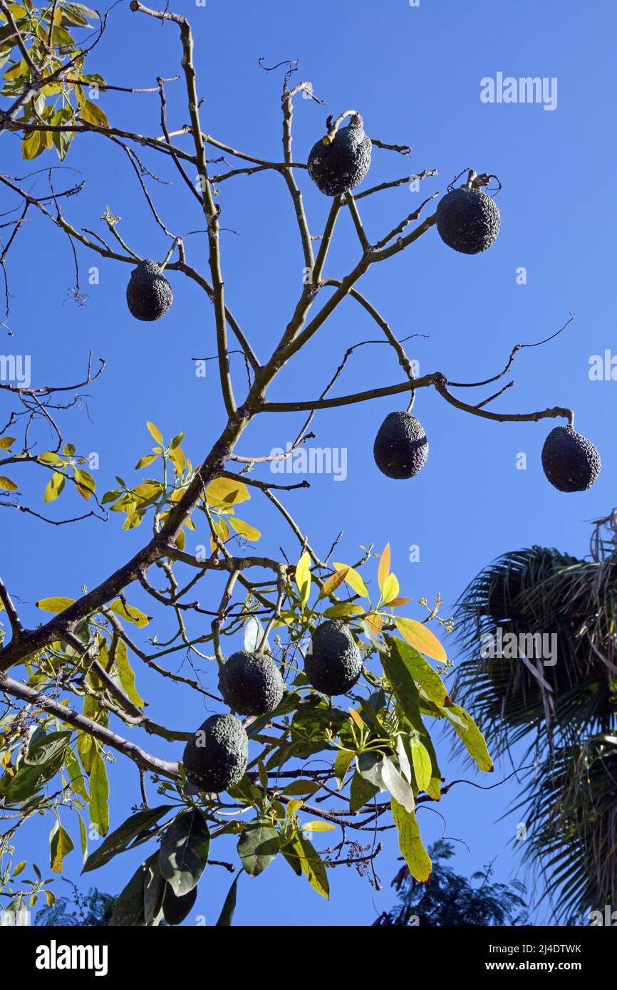 Aguacates españoles casi maduros colgados de las ramas de un árbol en una finca (finca) en Los Realejos, en la isla de Tenerife, Islas Canarias, España Foto de stock