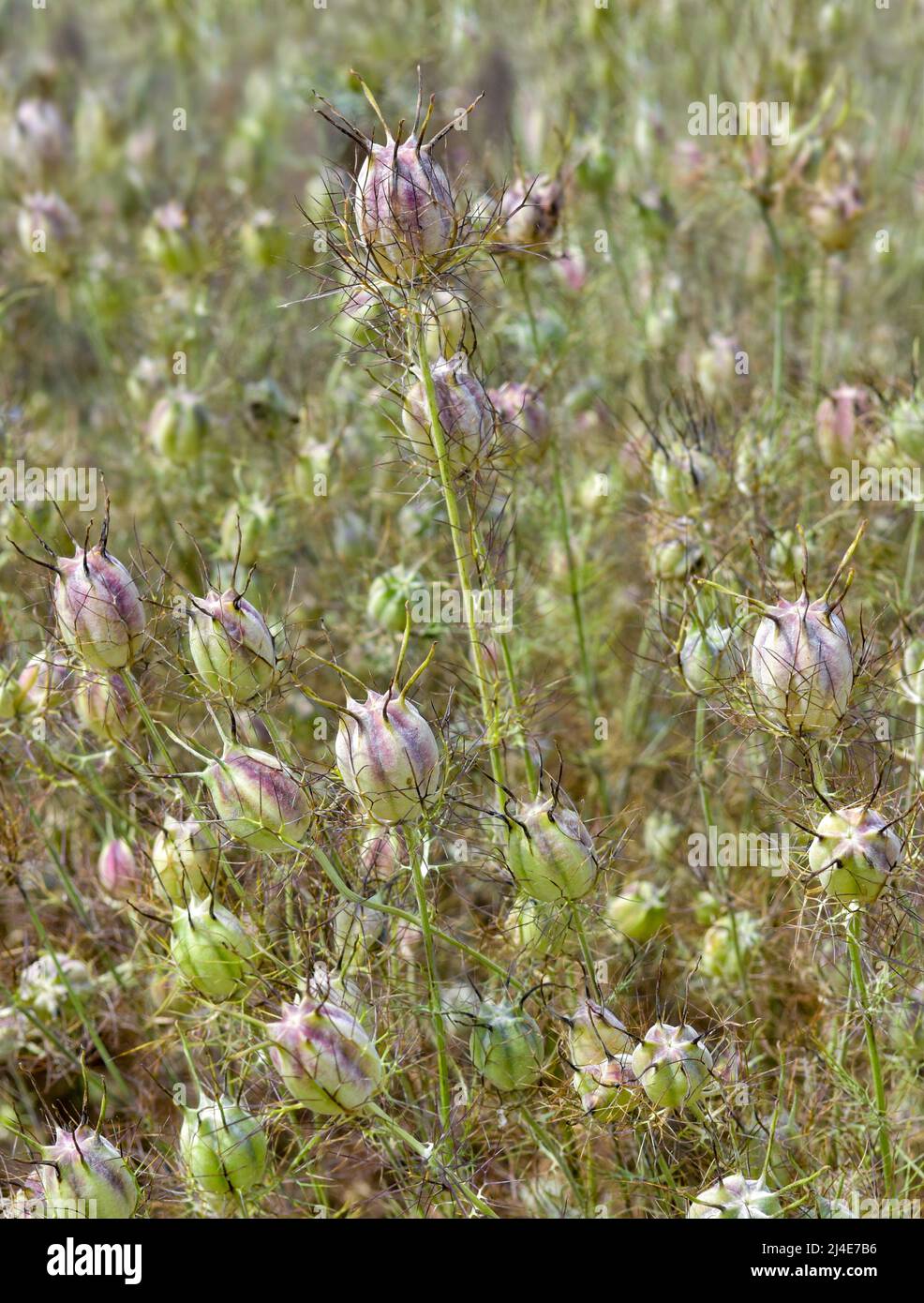 Una masa de cabezas de semillas de color púrpura y crema o vainas de semillas de Love in a Mist, también conocida como Nigella o Nigella damascena. Perfecto para organizar flores Foto de stock