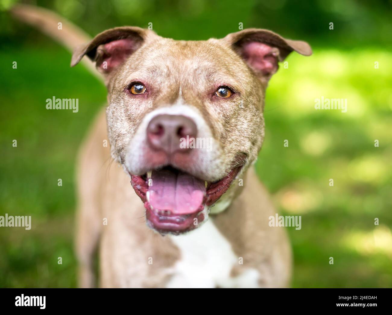 Un perro de raza mixta Pit Bull Terrier con una expresión feliz Foto de stock