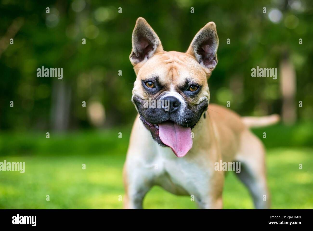 Un feliz perro Bulldog francés de raza mixta Panting de perros Foto de stock