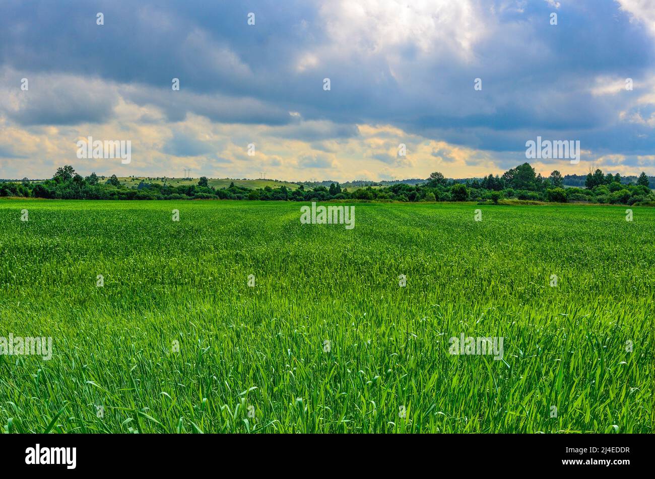 Campo de trigo verde - paisaje agrícola primaveral, clima nublado. Campo de cereales verde - paisaje rural. Producción agrícola Foto de stock