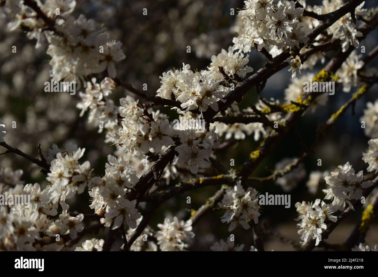 Mandelblüte, Blüten, Mandelbaum, Kirschblüte,, Frühling, flor, flor, almendra, flor de cerezas, Belleza en la naturaleza, frescura, pureza Foto de stock