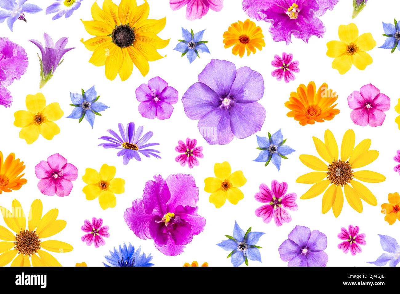 Patrón brillante de flores coloridas sobre un fondo blanco, como fondo o  textura. Fondo de pantalla floral de primavera y verano para tu diseño.  Vista superior Lay plano Fotografía de stock -