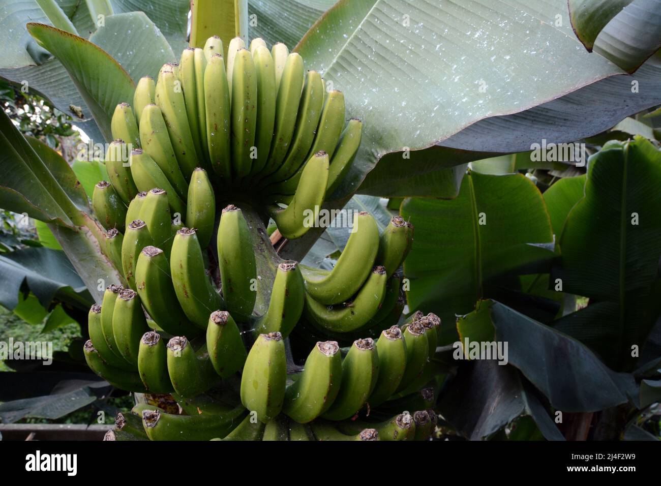 Un manojo de plátanos canarios inmaduros que crecen sobre árboles en una finca, o finca, en la zona de Los Realejos, en la isla de Tenerife, Islas Canarias, España. Foto de stock