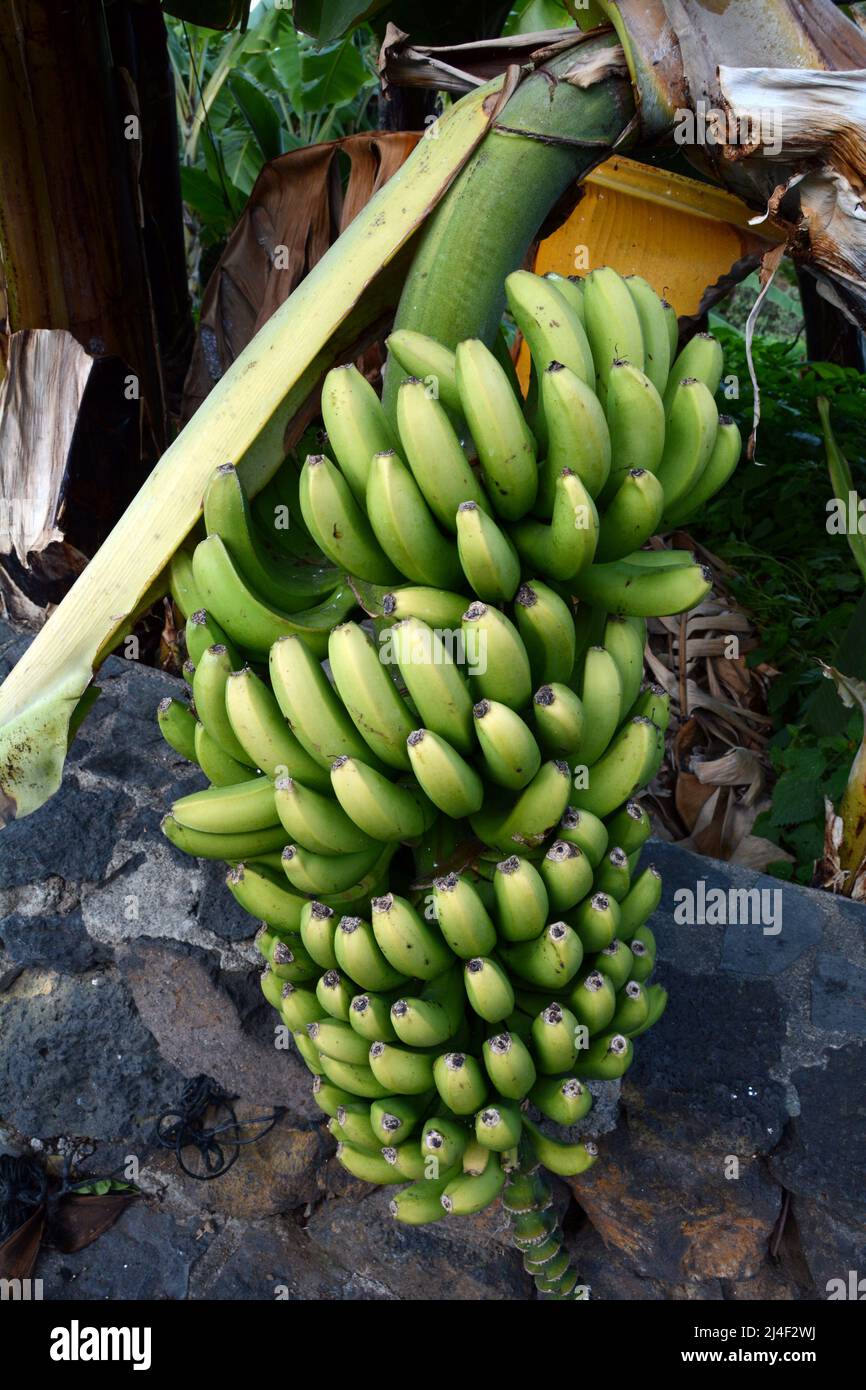 Un manojo de plátanos canarios inmaduros que crecen sobre árboles en una finca, o finca, en la zona de Los Realejos, en la isla de Tenerife, Islas Canarias, España. Foto de stock
