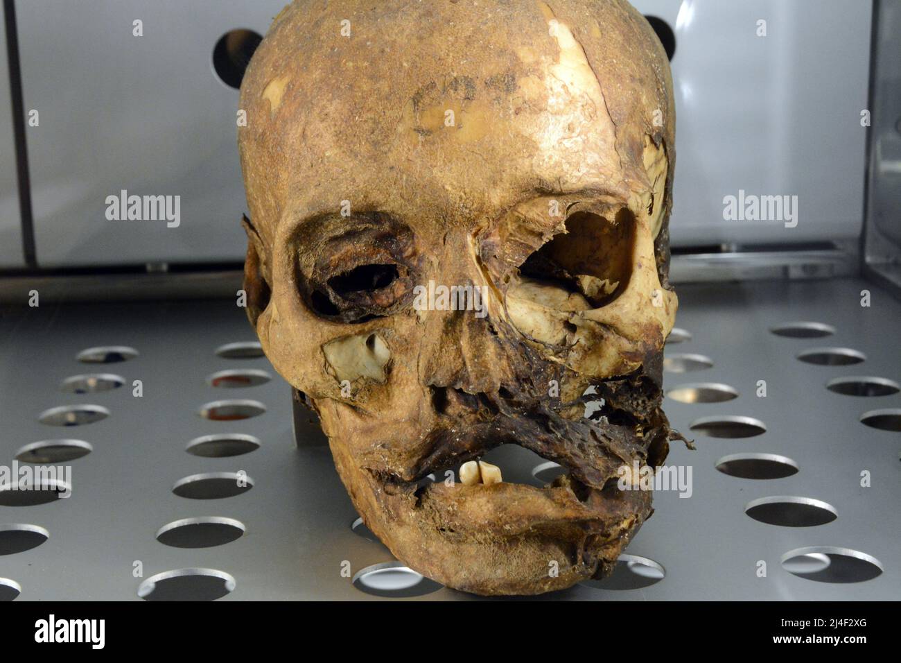 Un cráneo momificado de las momias Guanche, de la antigua comunidad bereber de Tenerife, que se exhibe en un museo en Santa Cruz, Islas Canarias, España. Foto de stock