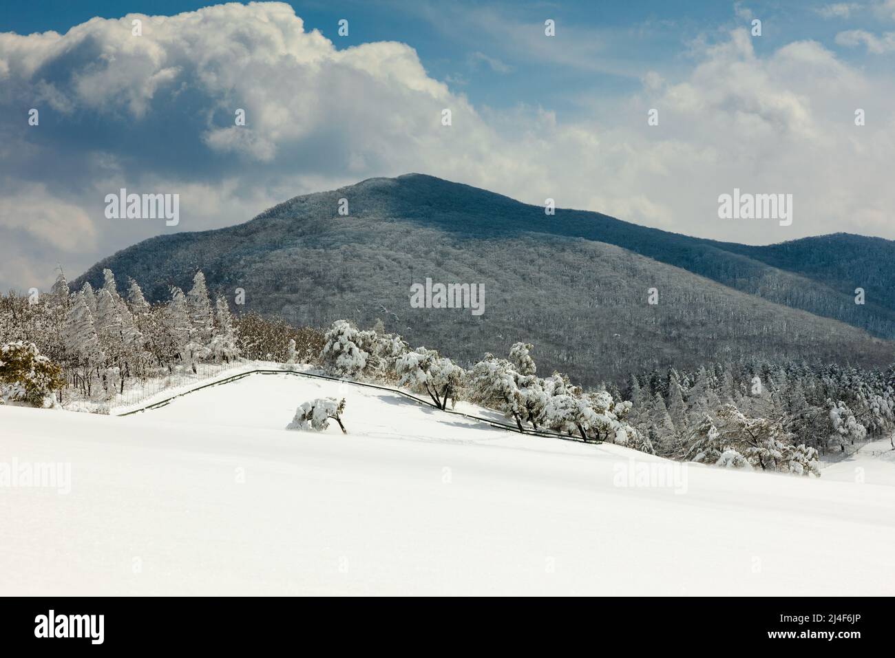 Hermosa montaña de invierno, escena de nieve (Daegwallyeong, Gangwon-Do, Corea del Sur) Foto de stock