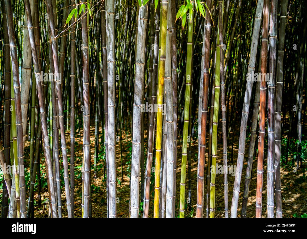 Bush de bambú negro (Phyllostachys nigra) Foto de stock