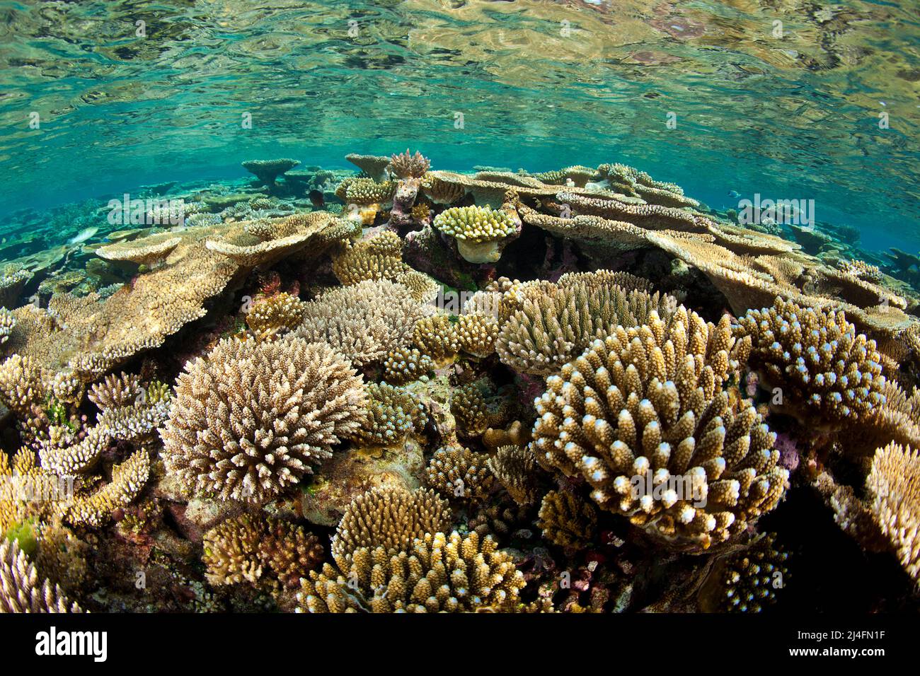 Arrecife de coral con corales de piedra (Acropora hyacinthus, Acropora robusta) y otros corales de piedra /Acropora sp.), Maldivas, Océano Índico, Asia Foto de stock