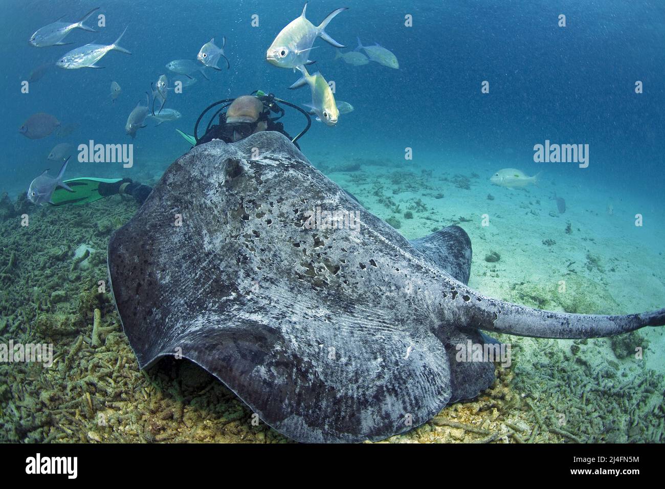 Alimentación de rayos, rayos de gaviota, rayos de gaviota o raya común (Taeniurops meyeni), dardos de manchas negras (Trachinotus bailloni), Maldivas Foto de stock