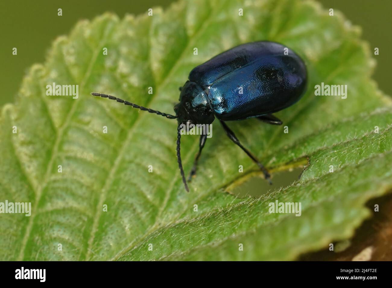 Primer plano sobre el escarabajo azul metálico de hoja de aliso, Agelastica alni sentado en su planta anfitriona, Alnus glutinosa en el campo Foto de stock