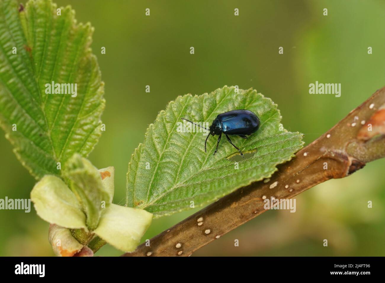 Primer plano sobre el escarabajo azul metálico de hoja de aliso, Agelastica alni sentado en su planta anfitriona, Alnus glutinosa en el campo Foto de stock