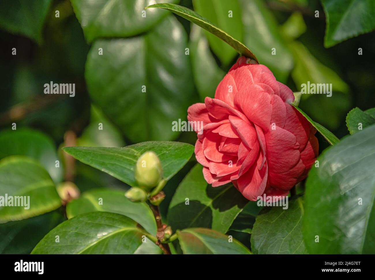 Primer plano de la rosa Camellia Japonica, flores de rosas en Landschloss Zuschendorf, Sajonia, Alemania Foto de stock