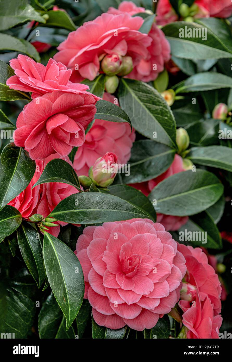 Primer plano de las flores rosadas Camellia Japonica, Il Tramonto en Landschloss Zuschendorf, Sajonia, Alemania Foto de stock