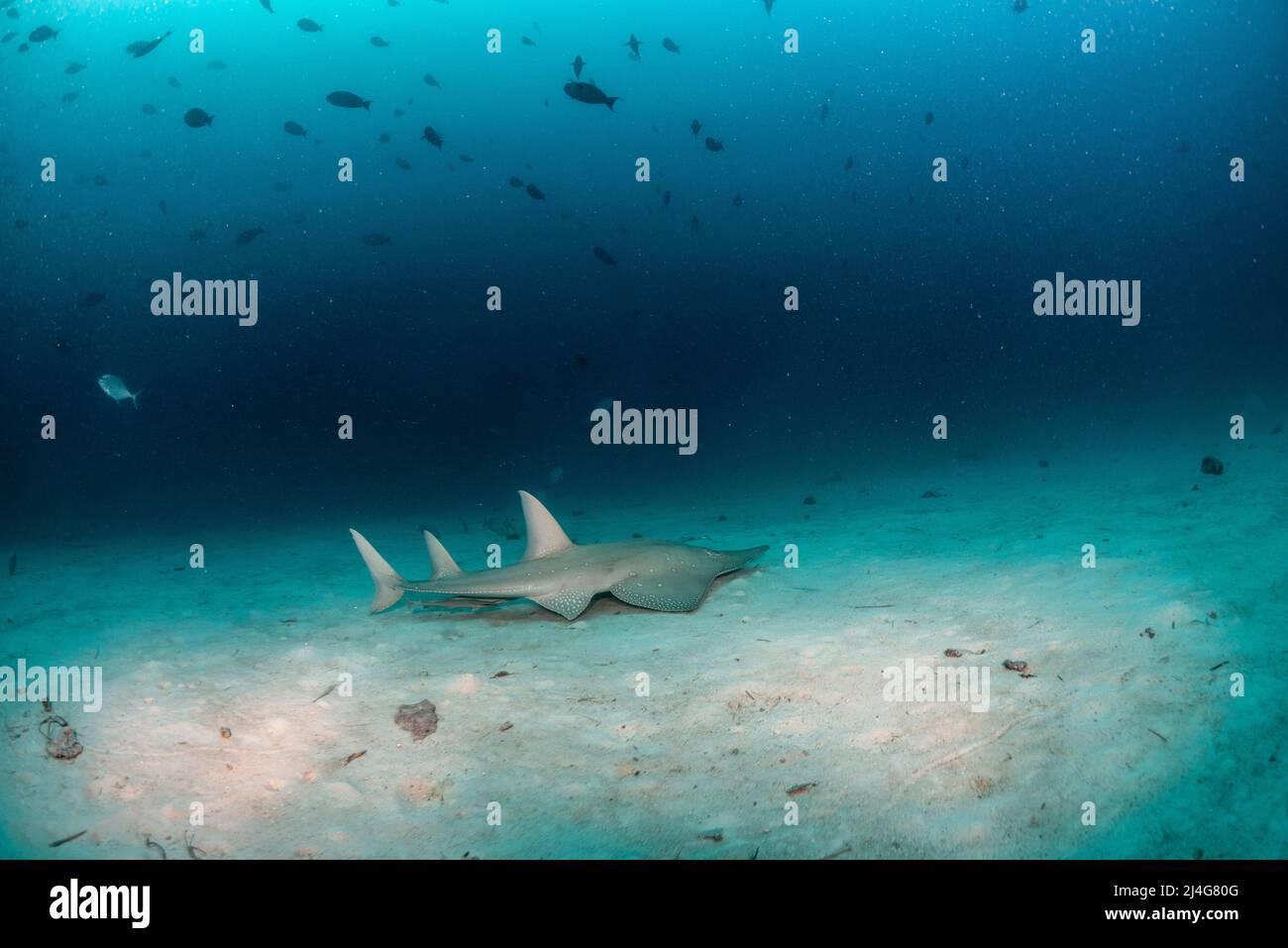 Tiburón de guitarra fotografías e imágenes de alta resolución - Alamy