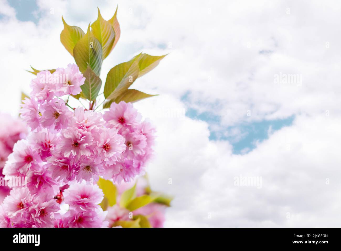 Hermosa primavera sakura flores sobre un fondo de cielo azul con nubes  tridimensionales. Exuberantes flores de cerezo rosa, día soleado de Pascua.  Espacio de copia. Profundidad de campo baja Fotografía de stock -