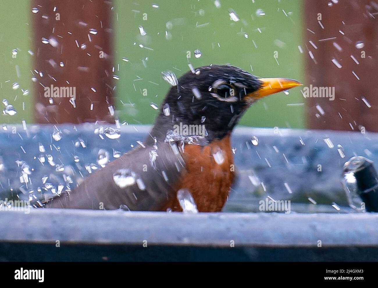 American Robin al borde del baño de pájaros Foto de stock
