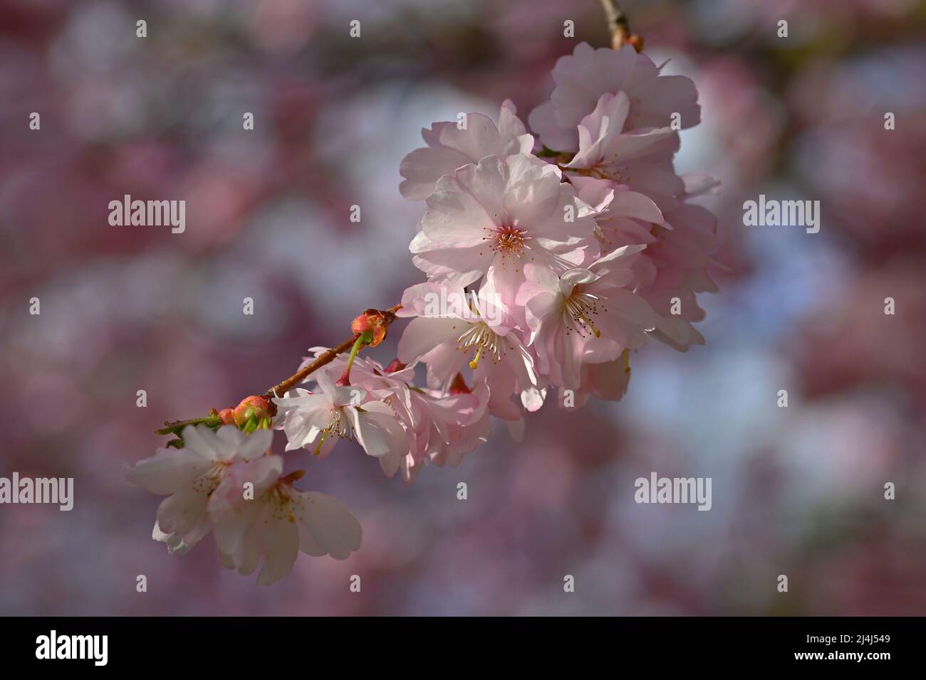 Hermoso árbol de flores. Primavera fondo colorido con flores. Naturaleza en  primavera - buen día soleado Fotografía de stock - Alamy
