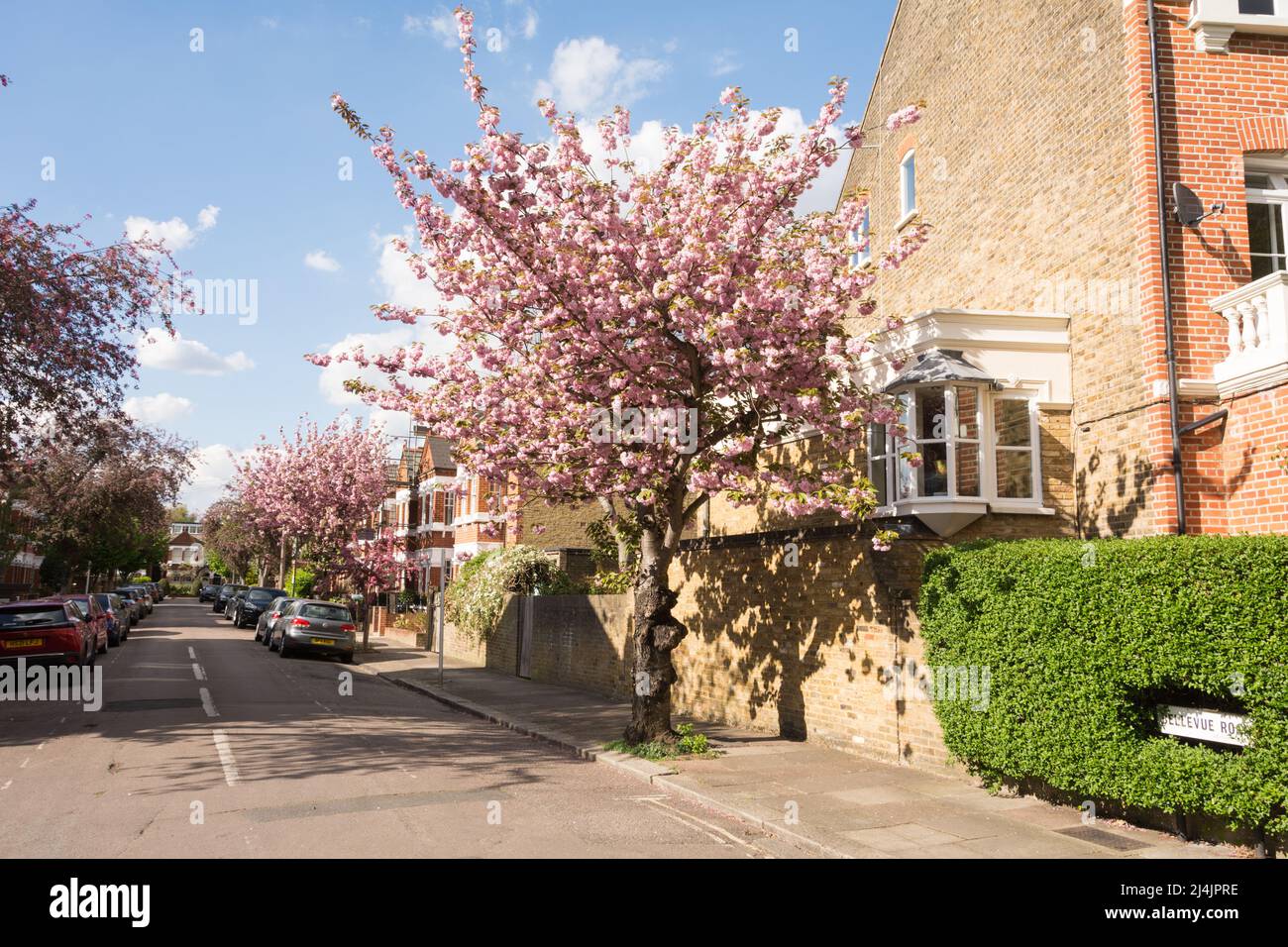 Colorido Cherry Blossom (Sakura) en Bellevue Road, Barnes, suroeste de Londres, SW13, Inglaterra, REINO UNIDO Foto de stock