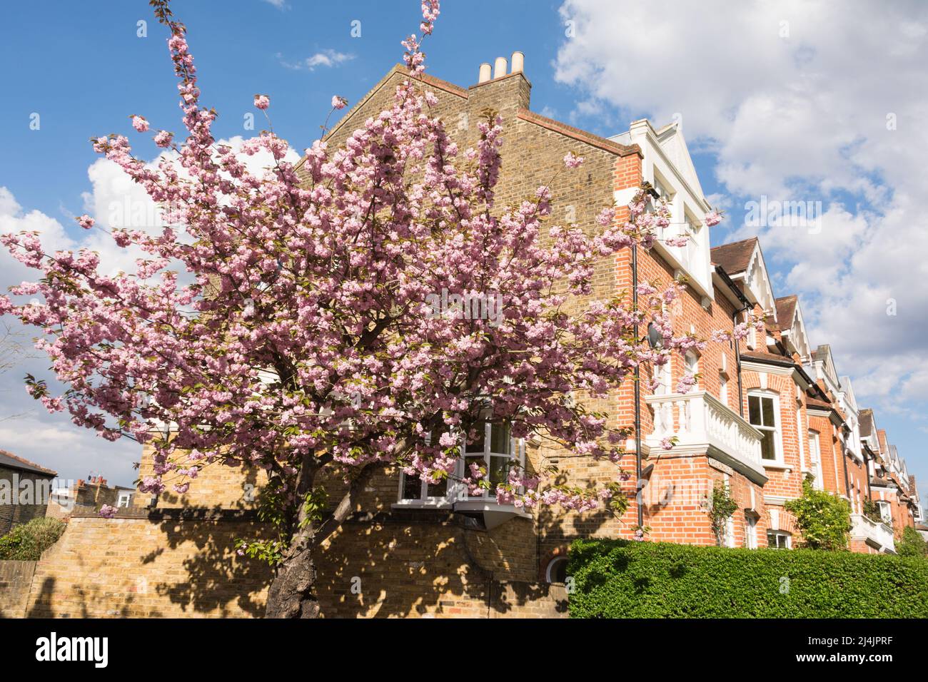 Colorido Cherry Blossom (Sakura) en Bellevue Road, Barnes, suroeste de Londres, SW13, Inglaterra, REINO UNIDO Foto de stock