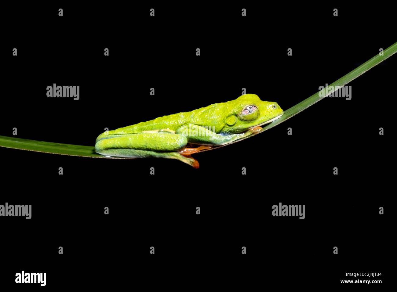 Rana arbórea de ojos rojos (Agalychnis callidyas) durmiendo mostrando una membrana nictitadora - Boca Tapada, Costa Rica [Muestra controlada] Foto de stock